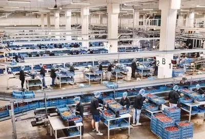彈丸小國荷蘭 農業技術先進到令世界敬畏